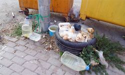 Vatandaşlar tepkili; Böyle hayvanseverlik olmaz!