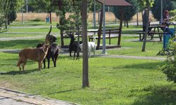 Eskişehir'de koca bir mahalle bu soruna çözüm bekliyor!