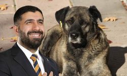 Emrah Altun: "Avrupa kentlerinde başıboş gezen sokak köpekleri göremezsiniz"