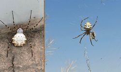 Güney Amerikalı zehirli örümcek türü Emirdağ'ın ardından Eskişehir'de de görüldü!