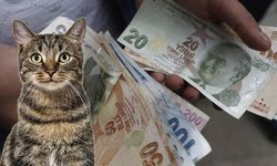 Aracı ile kediye çarparak yoluna devam şahsa para cezası uygulandı!