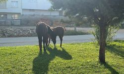 Eskişehir’in yıllardır çözülemeyen sorunu; Vatandaşlar tedirgin!