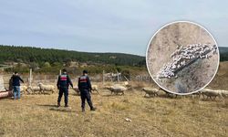 Eskişehir’de kaybolan sürü için ekipler seferber oldu!
