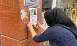 Eskişehir’de kedileri kayboldu; Bulana 5 bin lira ödül var!