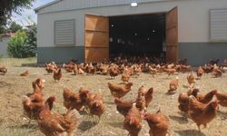 TÜİK açıkladı; Veriler pek iç açıcı değil!