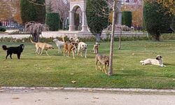 Eskişehirli Sokak Köpeklerinin Akıbeti Ne Olacak? TBMM'ye Sunulan Taslakta Neler Var?