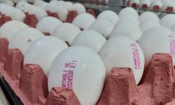 Yumurta üreticileri tepkili; Sorun bizden kaynaklı değil!