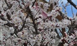 Eskişehir'de baharın müjdecisi ağaçlar çiçek açtı!