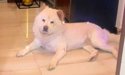 Çin aslanı evdeki diğer köpeği kıskanınca sahibinin bacağını parçaladı!
