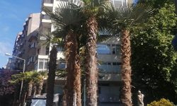 Eskişehir'e yeni bir görünüm geliyor: Palmiye ağaçları dikilecek!