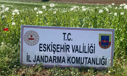 Jandarma'dan yasadışı haşhaş bitkisi eken şahıslara operasyon!