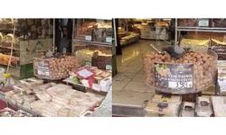 Gurme Güvercinler: Kuruyemişçinin Yeni Misafirleri