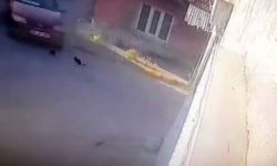 Eskişehir'de Otomobil Yavru Kedileri Ezdi: Sürücüye Yüksek Para Cezası