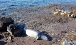 Muğla Bodrum’da Karaya Ölü Fok Vurdu