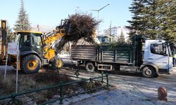 Eskişehir Büyükşehir Ekipleri Ağaç Budama Çalışmalarına Devam Ediyor