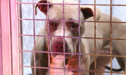 Korkunç Olay Ağızlıksız Pitbull Polise Saldırdı Sahibi Bıçak Çekti!