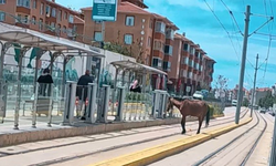 Eskişehir’de Tramvay Raylarında Başıboş At Şaşkınlık Yarattı