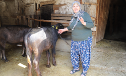 Eskişehir Kırsalında Kadın Üretici Kazandı Süt Kalitesi Arttı!