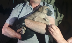 Eskişehir’de Trafoda Sıkışan Yavru Köpeğe Duyarsız Kalmadılar
