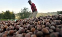Bakan Yumaklı Fındık Alım Fiyatlarını Açıkladı