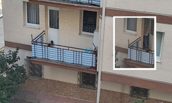 Eskişehir’de Balkona Mahkum Edilen Kedi Yürek Sızlattı