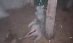 Eskişehir’de Korkunç Olay! Kedi Ağaca Asılarak Katledildi