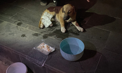 Eskişehir’de Sürücünün Çarpıp Kaçtığı Köpeğe Mahalleli Sahip Çıktı