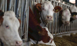 Vaka Sayısı Giderek Artıyor! Deli Dana Kabusu Geri Döndü!