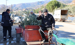 Eskişehir’de Mavi Sertifikalı Zeytin Fidanı Dağıtılacak!