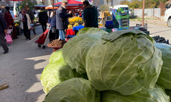Eskişehir’de Pazardaki 11 Kiloluk Dev Lahanalar İlgi Görüyor