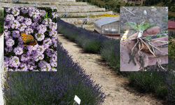 Eskişehir Tıbbi Aromatik Bitkilerin Gen Bankası Oldu