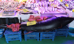 Eskişehir’de 280 Kiloluk Dev Balık Görenleri Şaşırtıyor!