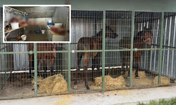 Eskişehir’de Kaçak Et Baskını! 215 Kg At Eti Ele Geçirildi!