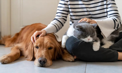 Evcil Hayvanı Olanlara Dikkat! Son Gün Yaklaşıyor Cezalar Kapıda