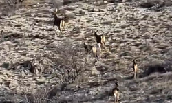 Eskişehir’de Geyik Sürüsü Kameralara Yansıdı!