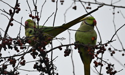 Eskişehir’de Parkı Mesken Tutan Papağanlar İlgi Odağı Oldu!