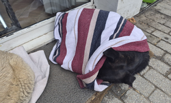 Eskişehir'de Yürek Isıtan Görüntü! Üşüyen Köpeğin Üzeri Örtüldü!