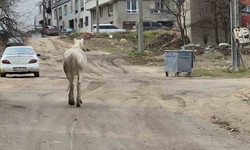 Eskişehir Sokaklarında Dolaşan Başıboş Atlar Dikkat Çekiyor!