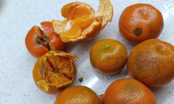 Eskişehir’de Pazardan Alınan Mandalinanın Yarısı Çürük Çıktı!