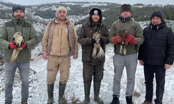 Eskişehir’de Tedavi Edilen Yırtıcı Kuşlar Doğaya Salındı!