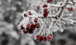 13 Nisan Eskişehir Hava Durumu! Zirai Don Uyarısı Sürüyor!