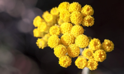 Eskişehir’de Altın Otu Yetiştiriciliği İçin Çalışmalar Başladı!