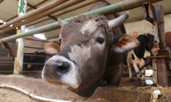 Eskişehir’de Bayram Öncesi Kurbanlıklar Tükenmeye Başladı!