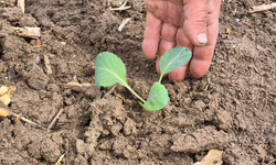 Eskişehir’de Çiftçiler Yılın İlk Tohumlarını Toprağa Ekti!