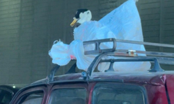 Eskişehir’de Çuvala Sarılan Kazın Tehlikeli Yolculuğu Tepki Çekti!