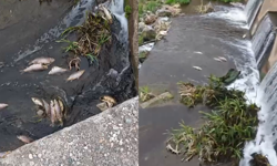 Eskişehir’de Felaket! Sarısu Deresi’nde Yüzlerce Balık Telef oldu!