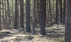 Eskişehir’de Geyik Sürüsü Bir Kez Daha Ortaya Çıktı!