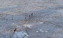 Eskişehir’de Karla Kaplı Doğada Geyik Sürüsü Görüntülendi!