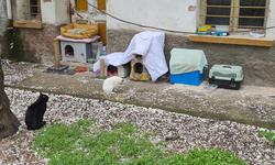 Eskişehir’de Kediler İçin Hayvanseverlerden Anlamlı Not!