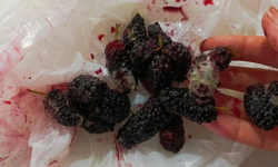 Eskişehir’de Vatandaş İsyan Etti: Pazardan Alınan Dutlar Küflü Çıktı!